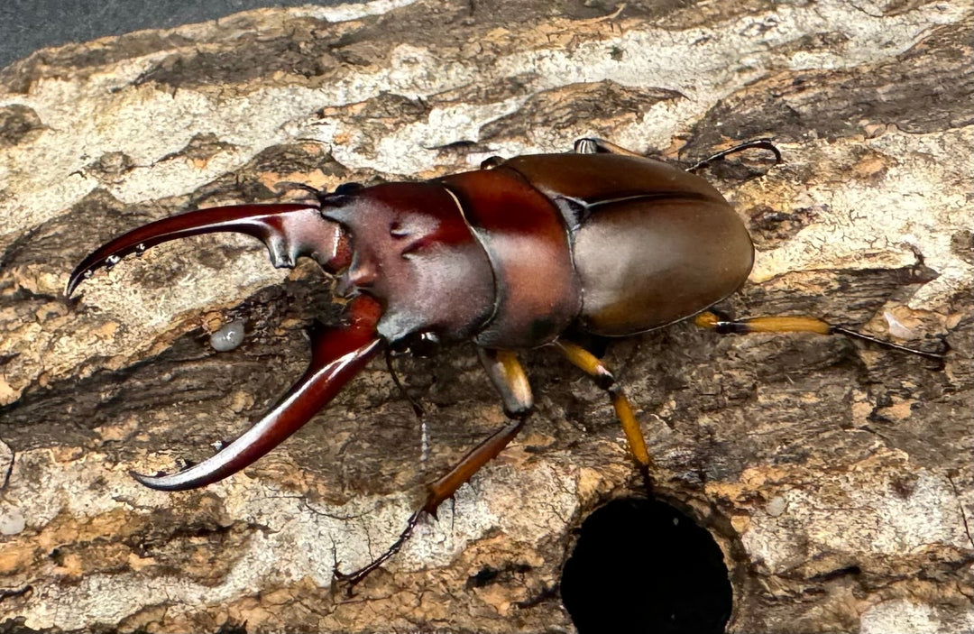 【WD】《アスタコイデスノコギリ ベンクール産 48mm ペア》