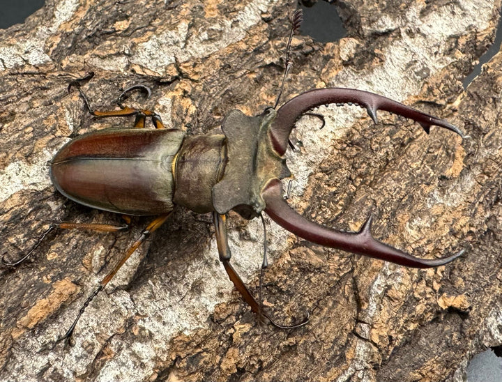 【WD】《クラーツミヤマ ベトナム亜種 58mm ペア》