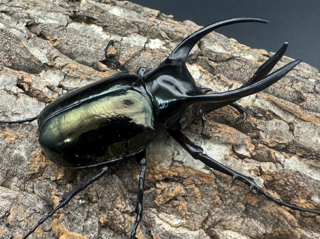 【WD】《インドアトラスオオカブト亜種マンテツ ラオス産 90mm ペア》