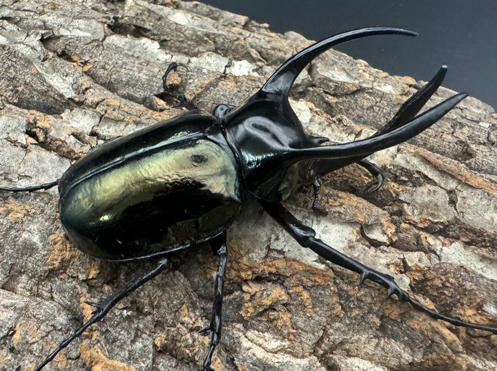 【WD】《インドアトラスオオカブト亜種マンテツ ラオス産 90mm ペア》