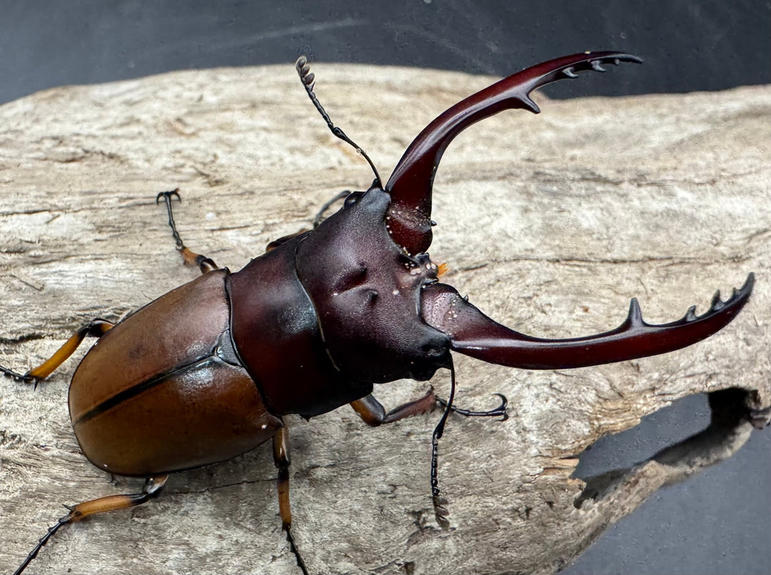 【WD】《アスタコイデスノコギリ ベンクール産 58.5mm ペア》