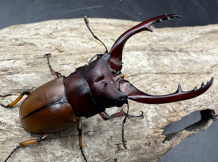 【WD】《アスタコイデスノコギリ ベンクール産 58.5mm ペア》