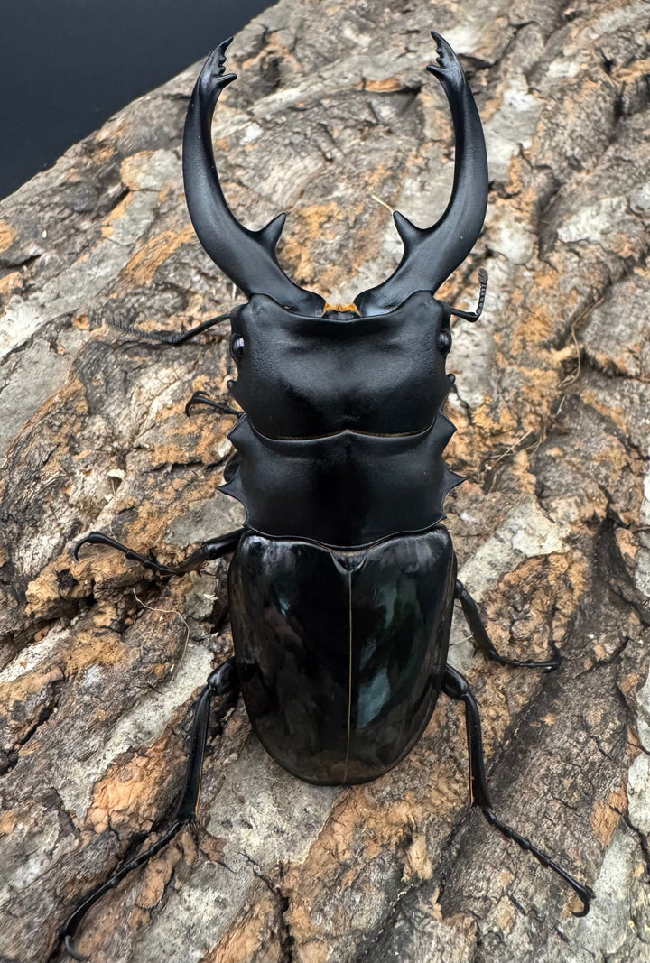 【WF1】《インターメディアツヤクワガタ 94mm ペア》