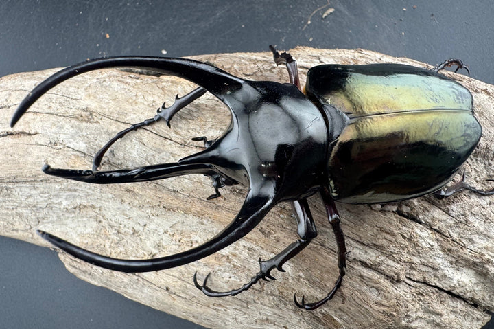 【WD】《ジャワコーカサスオオカブト 103mm ペア》