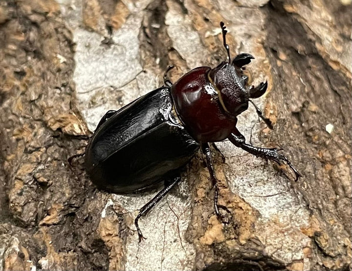 《ミクラミヤマ 神津島産 Free ペア》