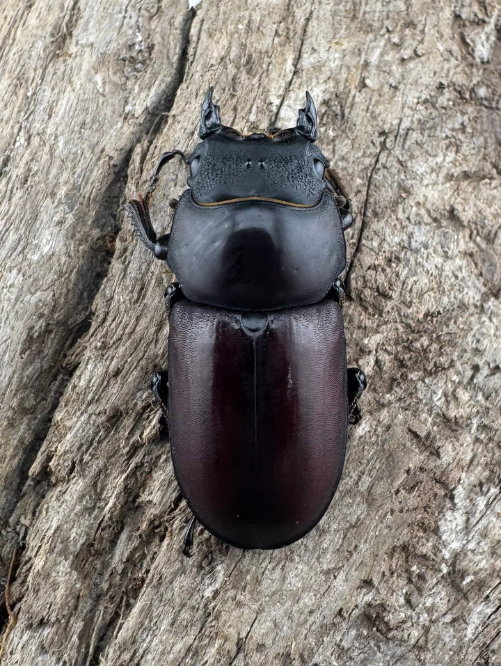 《ラティオキナティブスコクワ ネパール産 32mm ペア》