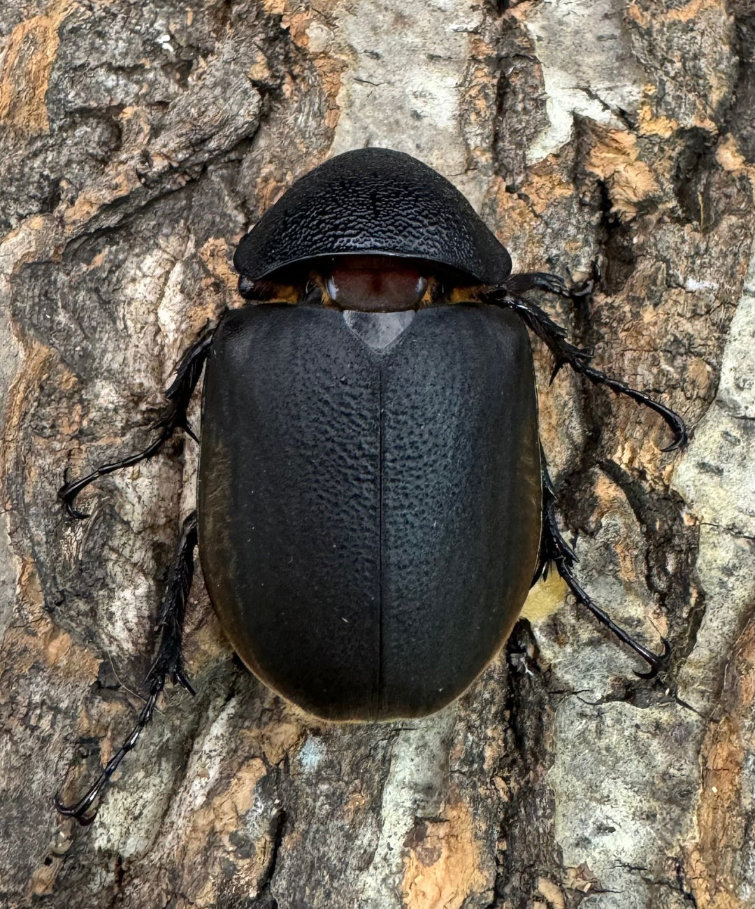 【WD】《ジャワコーカサスオオカブト 103mm ペア》