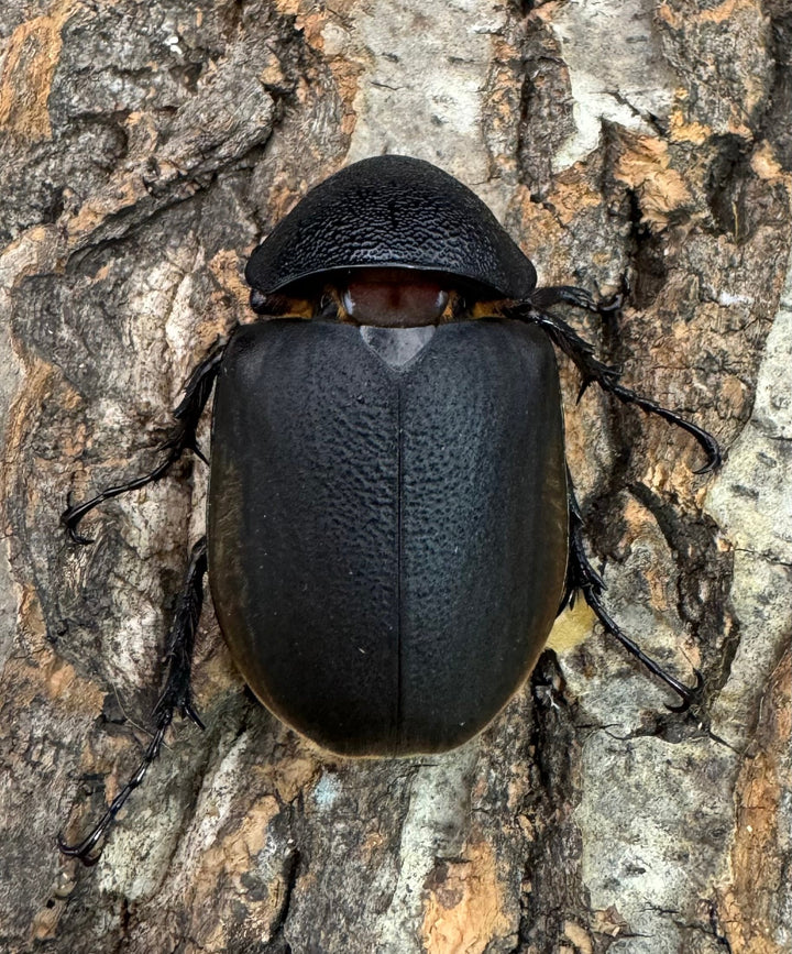 【WD】《ジャワコーカサスオオカブト 103mm ペア》