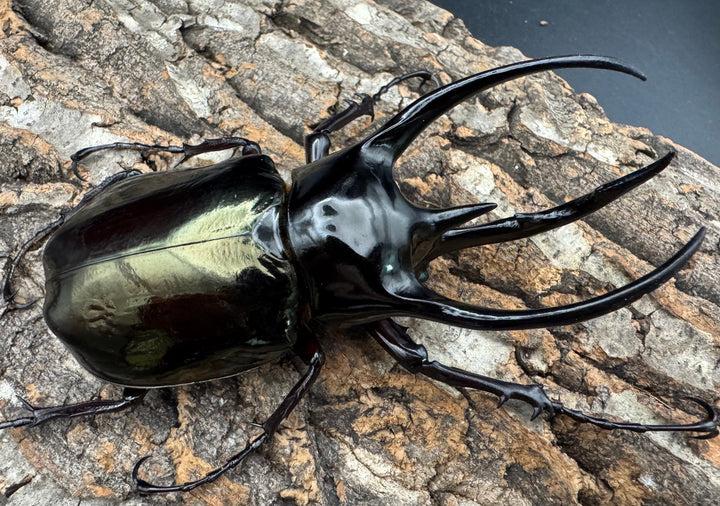 【WD】《ジャワコーカサスオオカブト 108mm ペア》