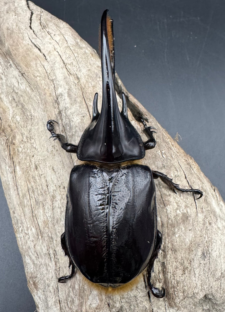 《ネプチューンオオカブト 106mm ペア》