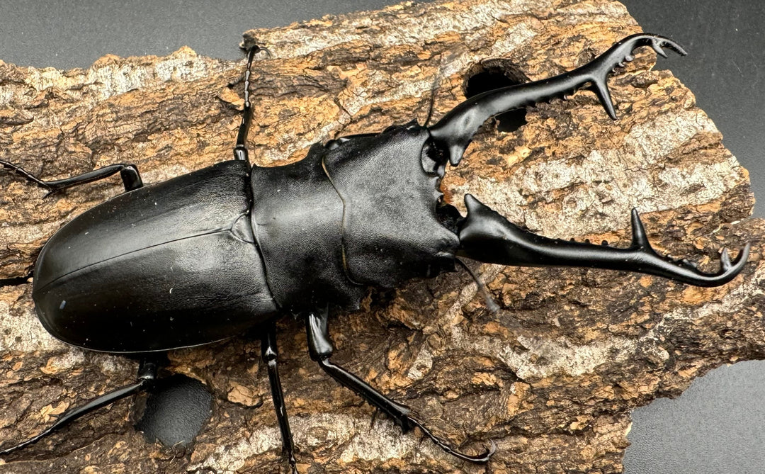 【WD】《ギラファノコギリ亜種ケイスケ 108mm ペア》