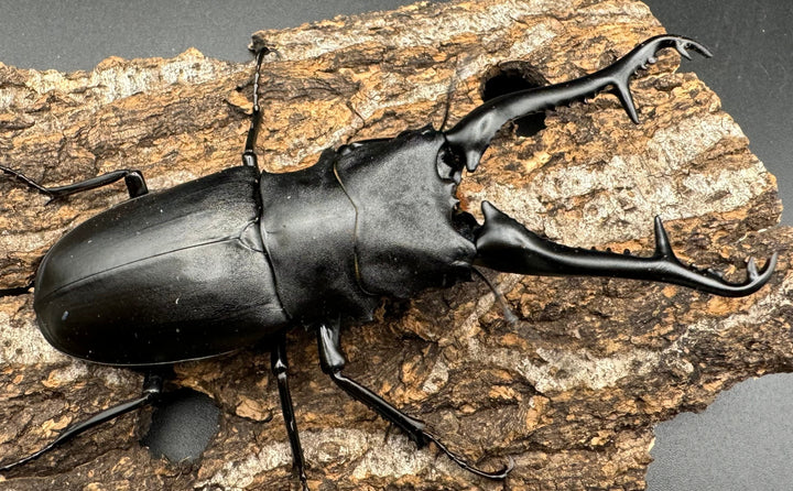 【WD】《ギラファノコギリ亜種ケイスケ 108mm ペア》