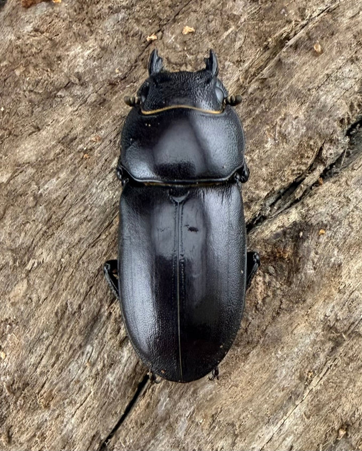 【WD】《デンティクラトゥスノコギリヒラタ 35.5mm ペア》