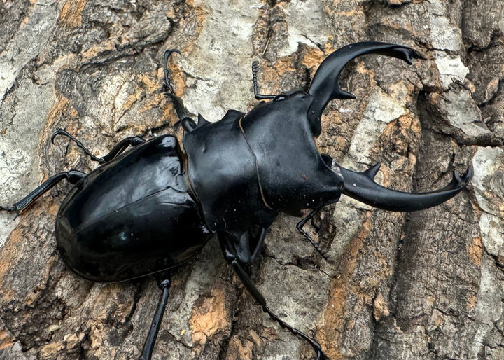 【WD】《インターメディアツヤクワガタ 84mm ペア》