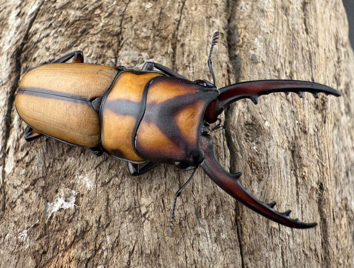 【WD】《スツラリスノコギリ 海南省産 41.5mm ペア》