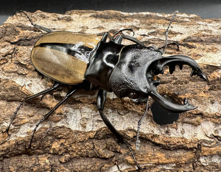 【WD】《ルデキンツヤクワガタ 63mm ペア》