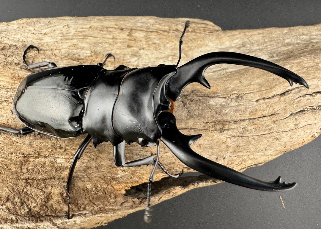 【WD】《インターメディアツヤクワガタ ネグロス島産 94mm ペア》