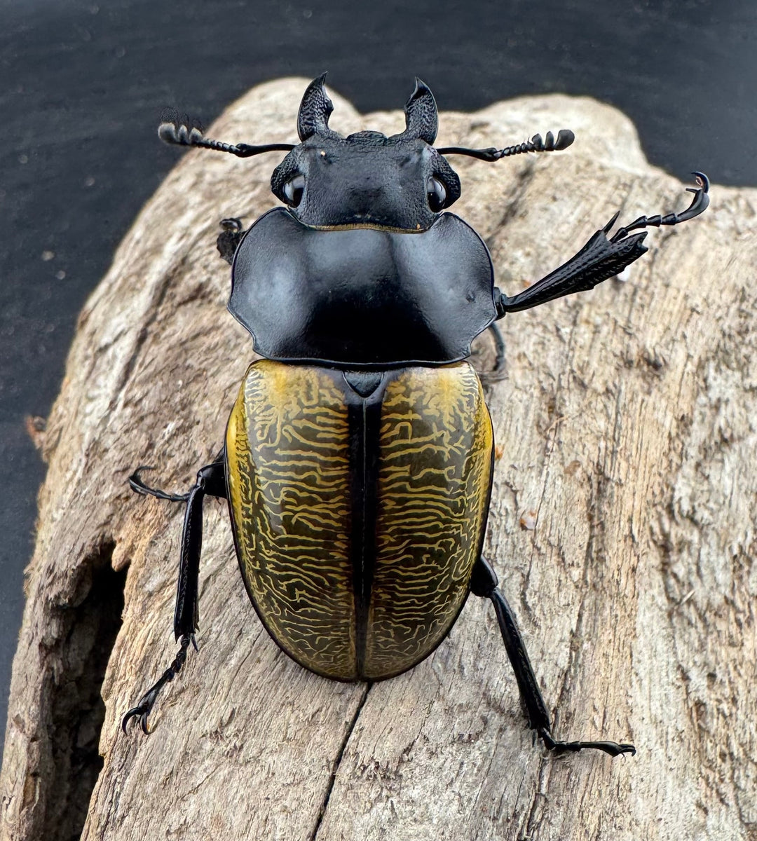 【WD】《スペクタビリスツヤクワガタ 75.5mm ペア》