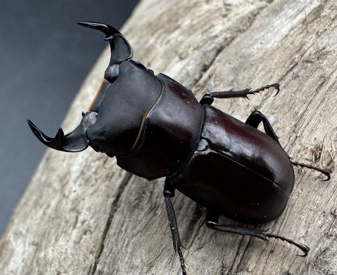 《ラティオキナティブスコクワガタ 30mm ペア》