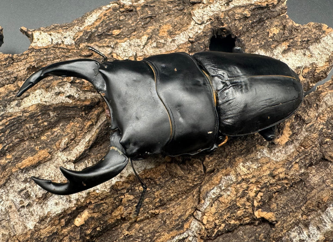 《オオクワガタ TT川西血統 83mm ペア》ヒート氏ブリード個体