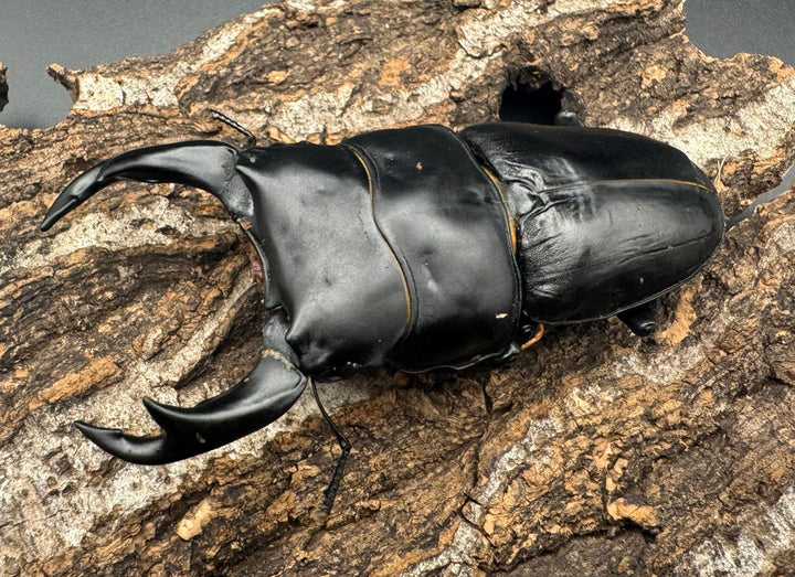 《オオクワガタ TT川西血統 83mm ペア》ヒート氏ブリード個体