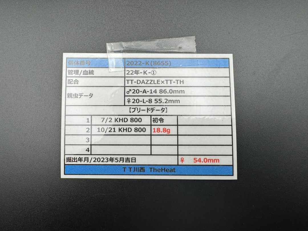 《オオクワガタ TT川西血統 54mm ♀単》ヒート氏ブリード個体