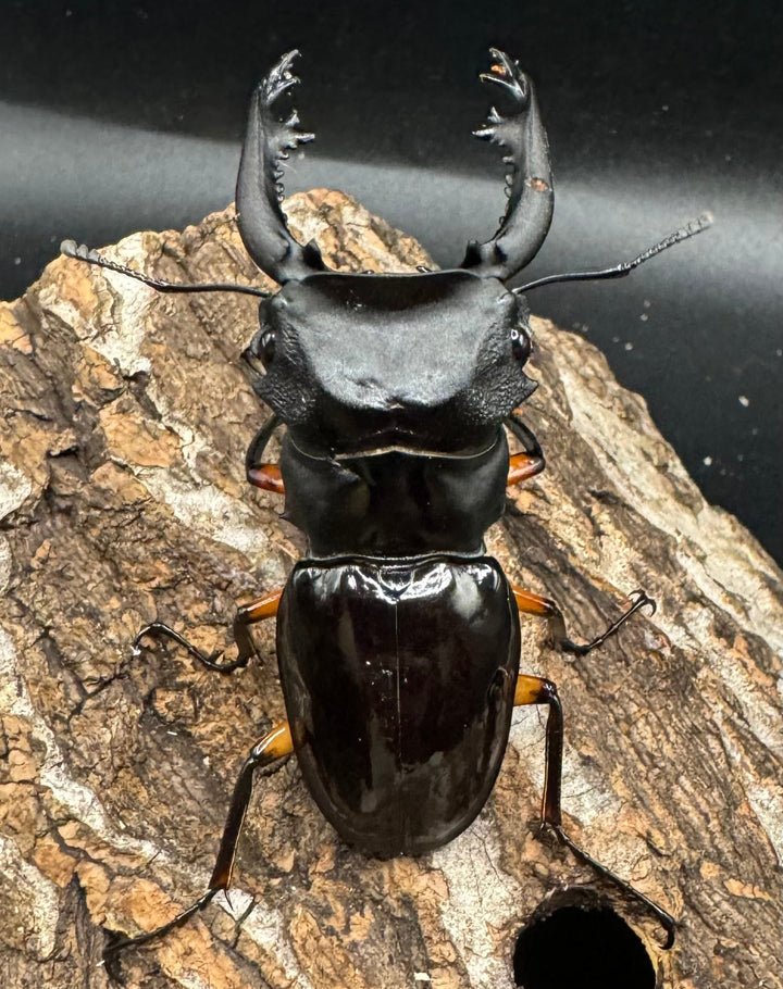 【WD】《インペリアリスツヤ亜種komorii 66.5mm ペア》