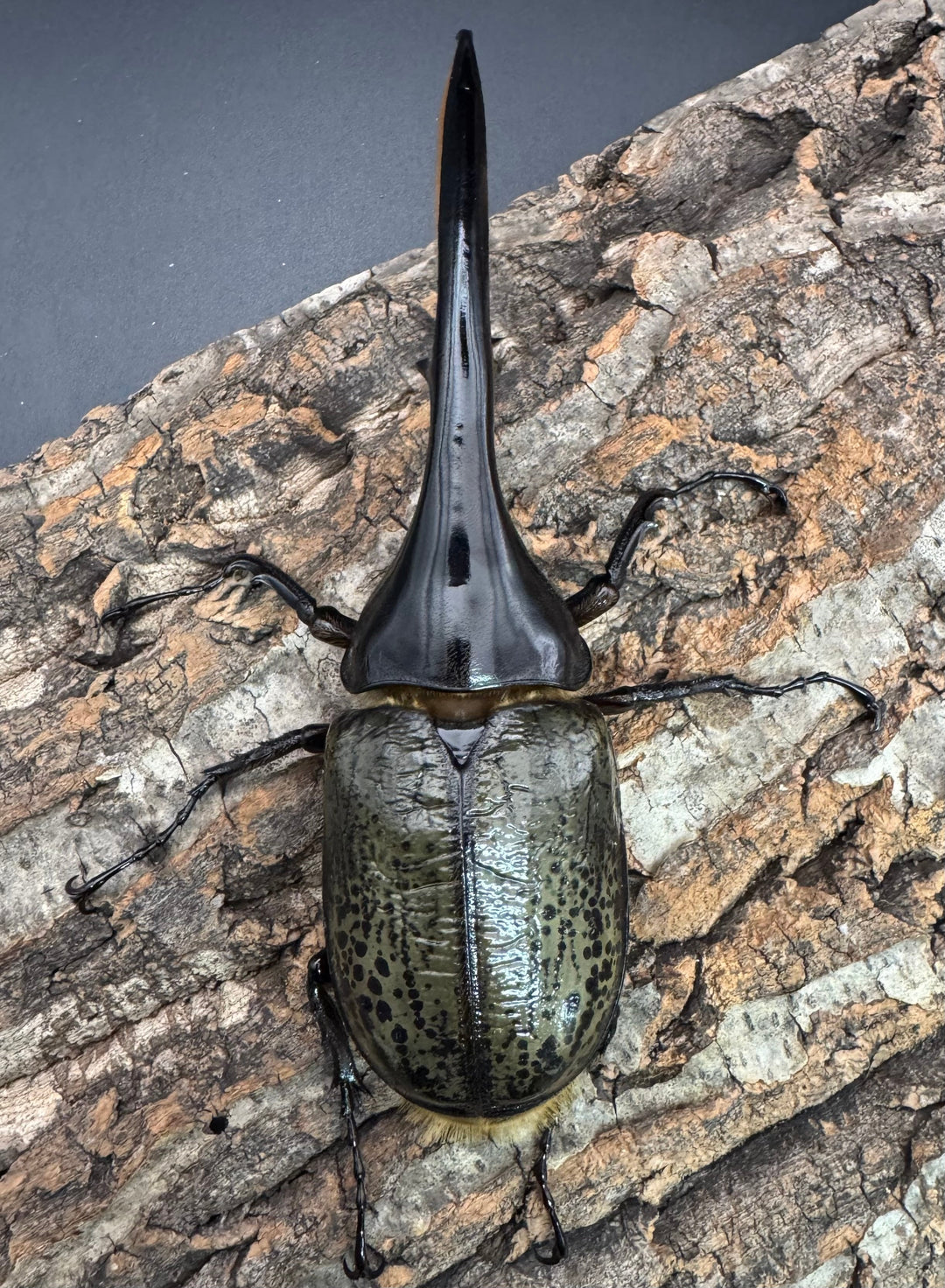 《ヘラクレス・ヘラクレス 143mm ペア》