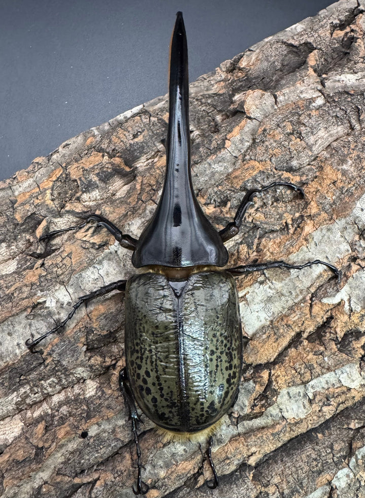 《ヘラクレス・ヘラクレス 143mm ペア》