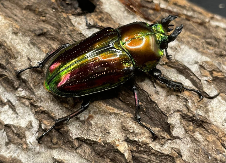 《ニジイロクワガタ 45mm ペア》