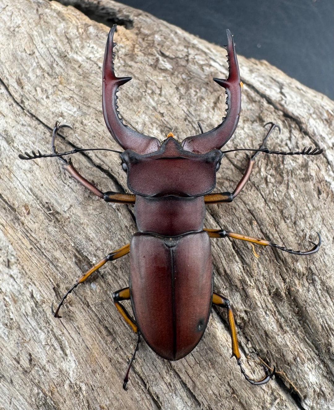 【WD】《マラッシミヤマ（マラッツィミヤマ） 48.5mm ペア》