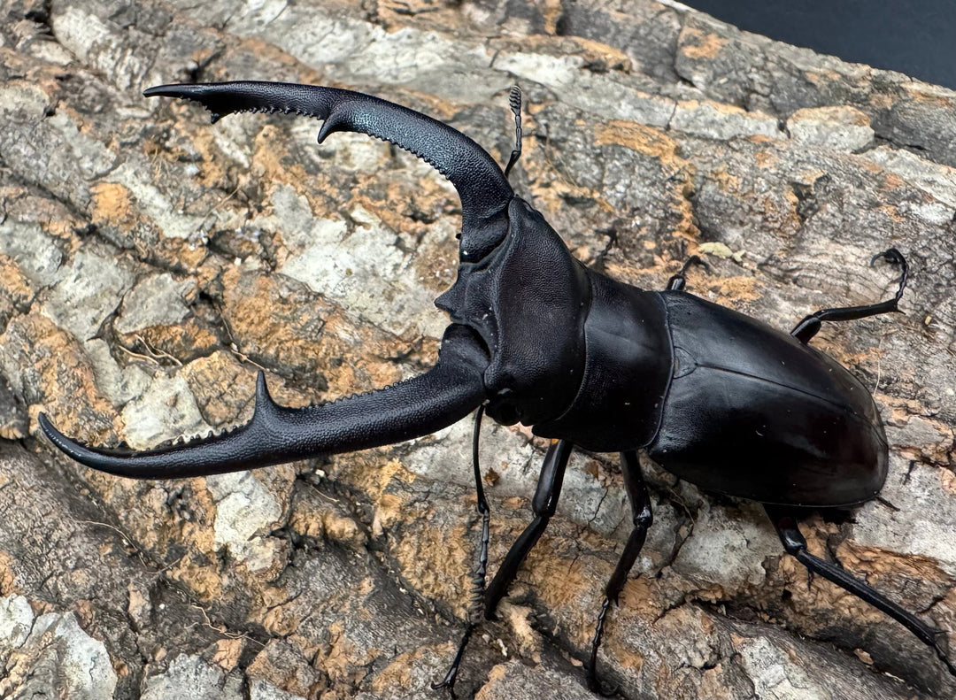 【WD】《マンディブラリスフタマタ 91mm A'品ペア》