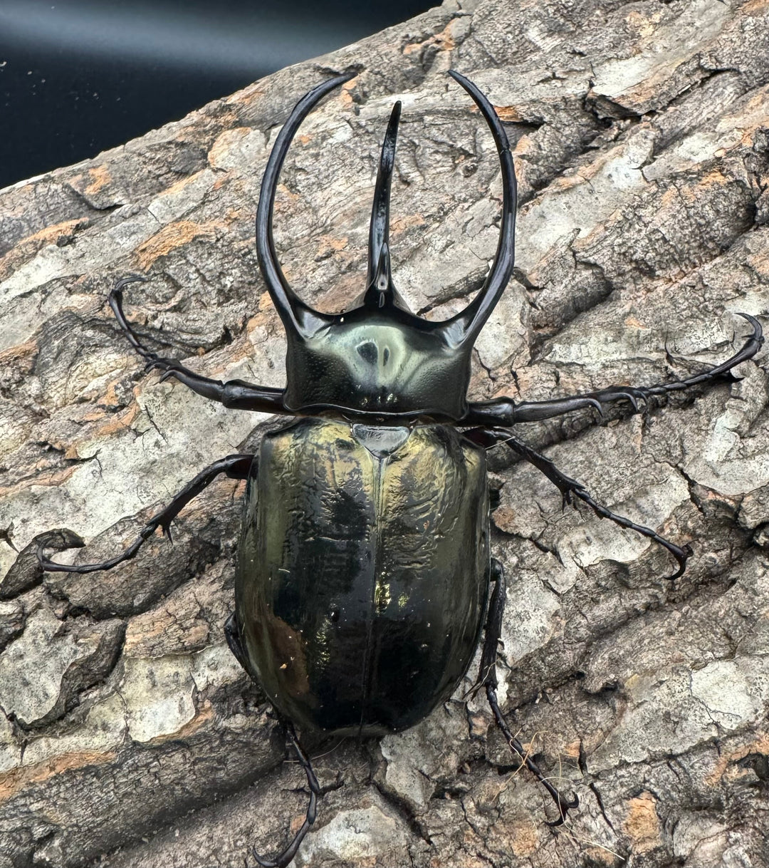 【WD】《ミンダナオアトラスオオカブト 96.5mm ペア》