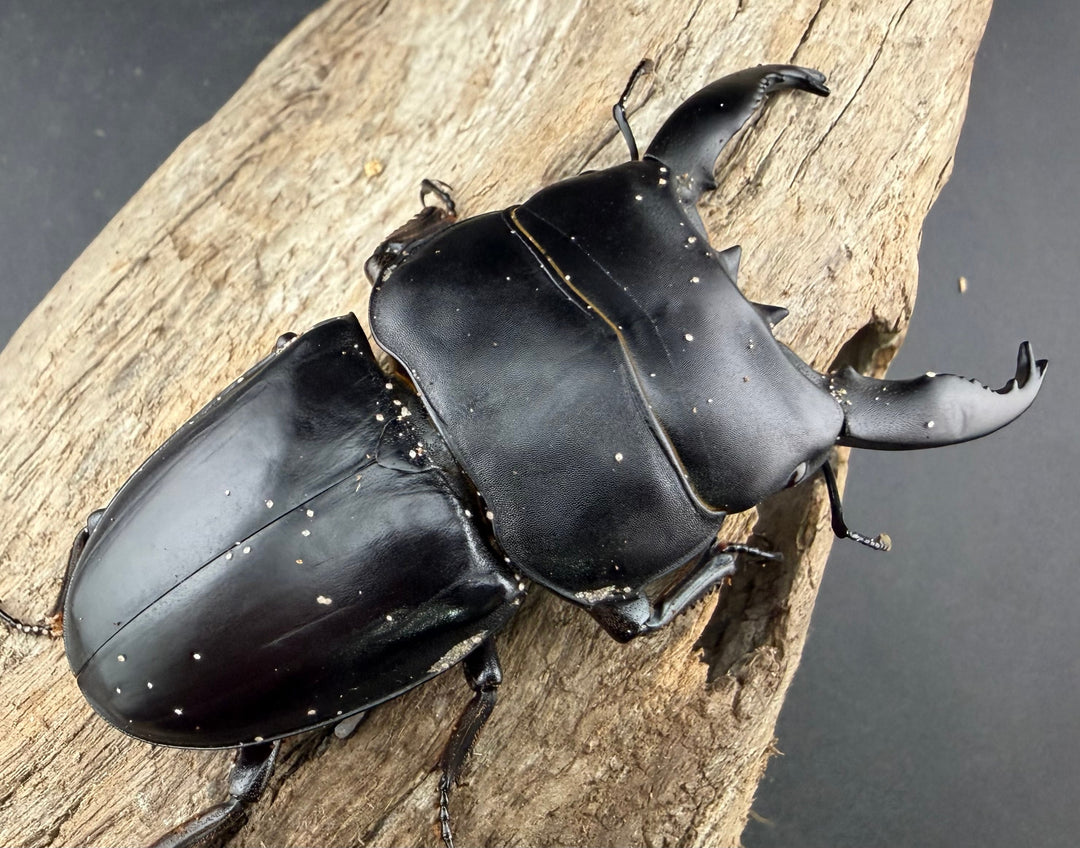 【WD】《アルキデスヒラタ アチェ産 長歯 89mm ペア》