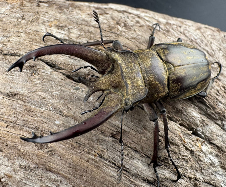 【WD】《ビクトリウスミヤマクワガタ 54mm B品ペア》