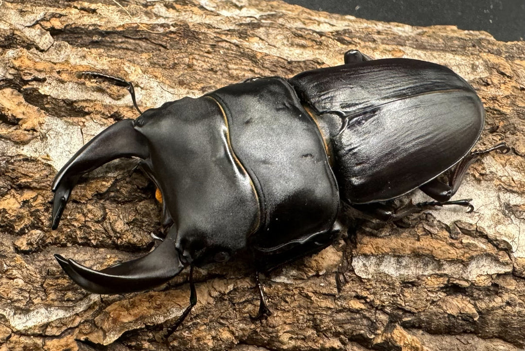 《ホペイオオクワ STA 73mm ペア》