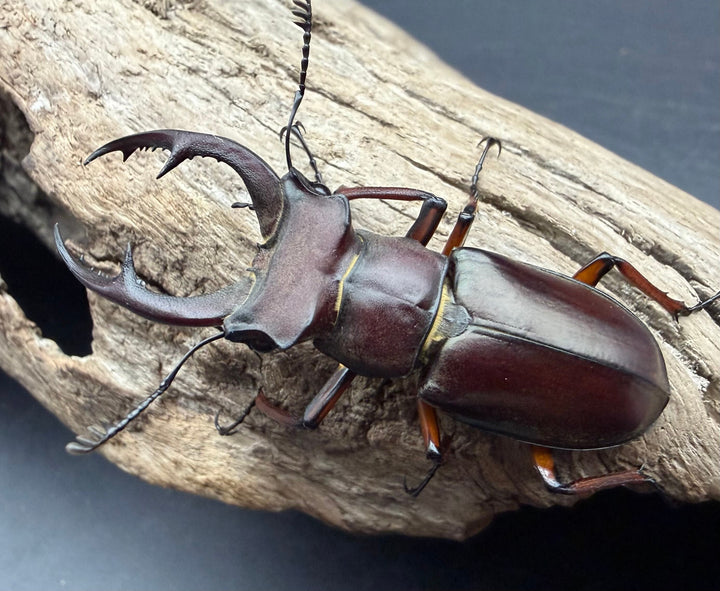 【WD】《デューベイアヌスミヤマ ssp. 49mm ペア》