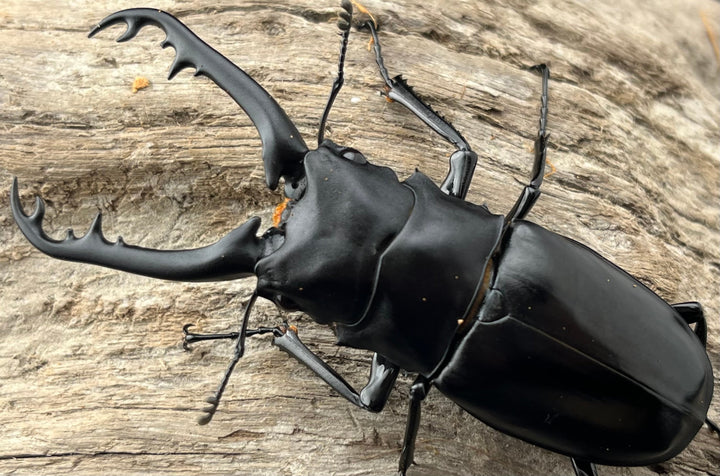 【WD】《 ギラファノコギリ亜種ボロブドゥール 87mm ペア》