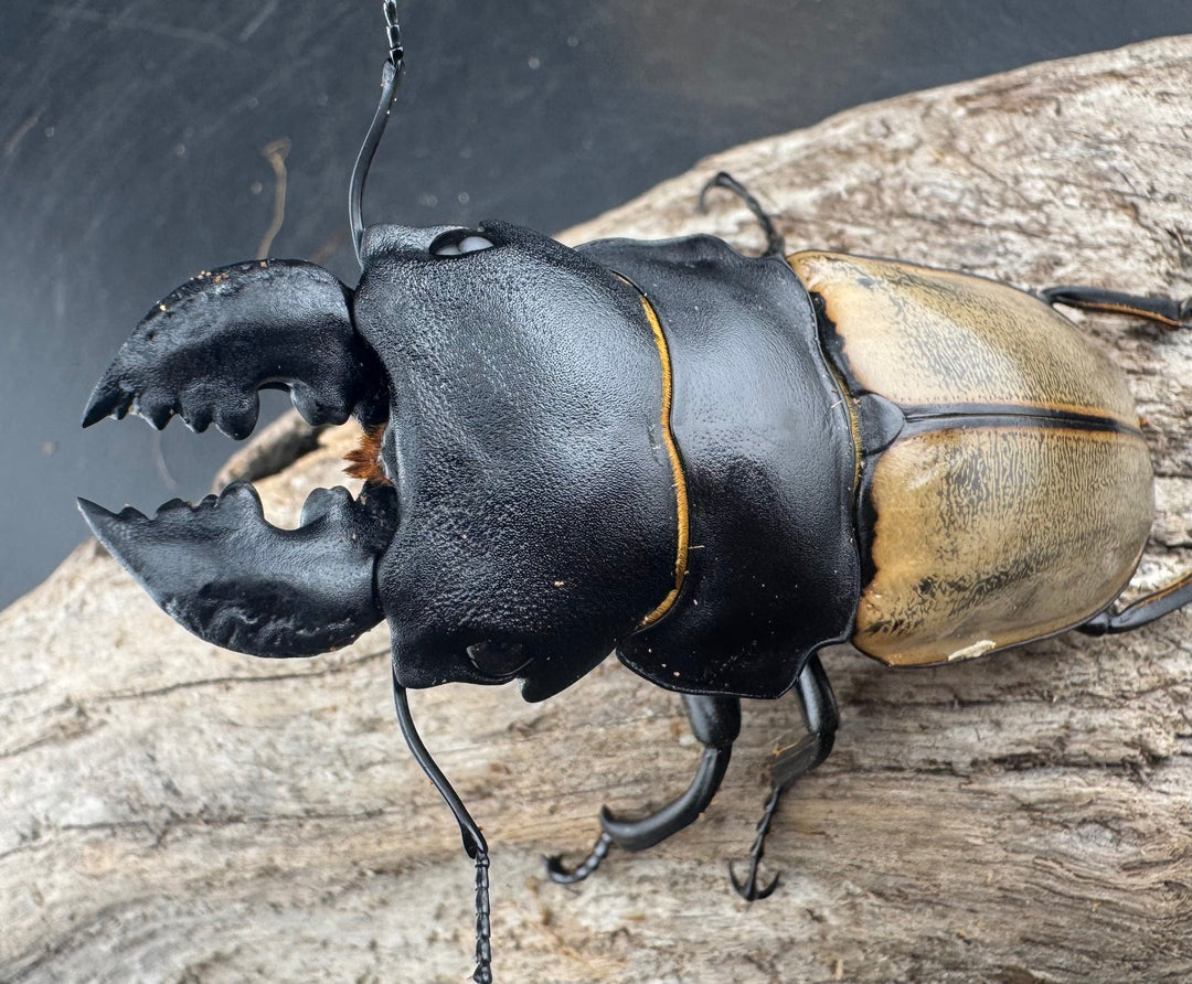 【WD】大型《カステルナウディツヤ 83mm ペア》