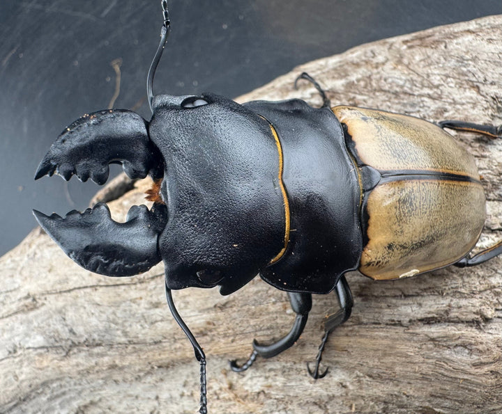 【WD】大型《カステルナウディツヤ 83mm ペア》