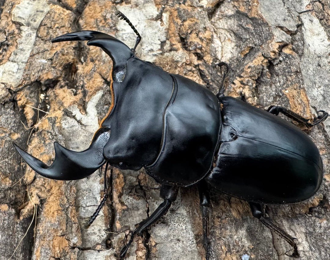 《マレーアンタエウス ドルクスマンB血統 74mm ペア》