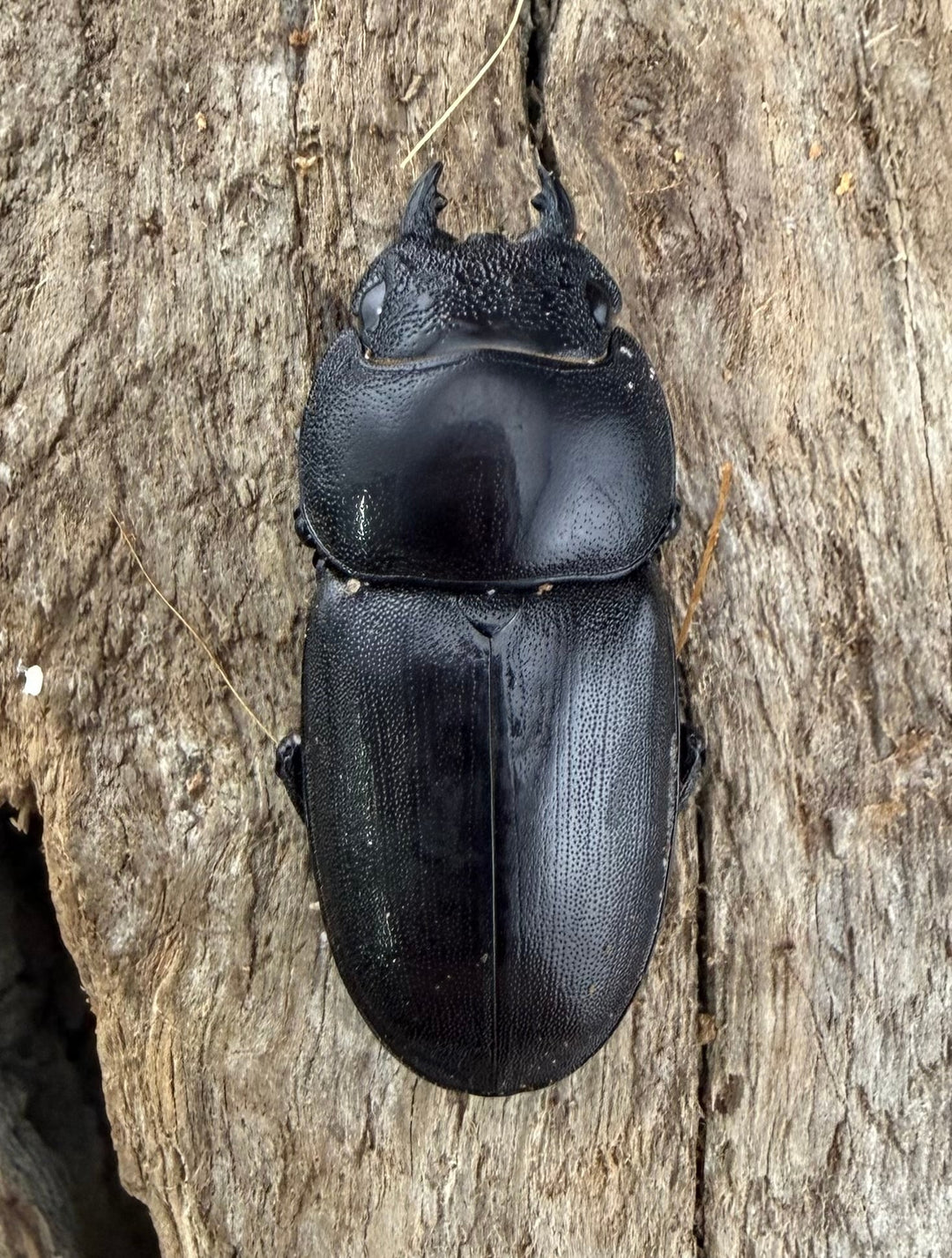 【WD】《タウルスヒラタ原名亜種 パダン産 45mm ペア》