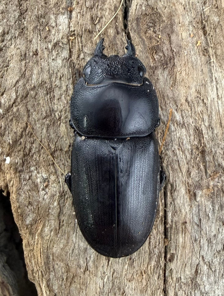 【WD】《タウルスヒラタ原名亜種 パダン産 45mm ペア》