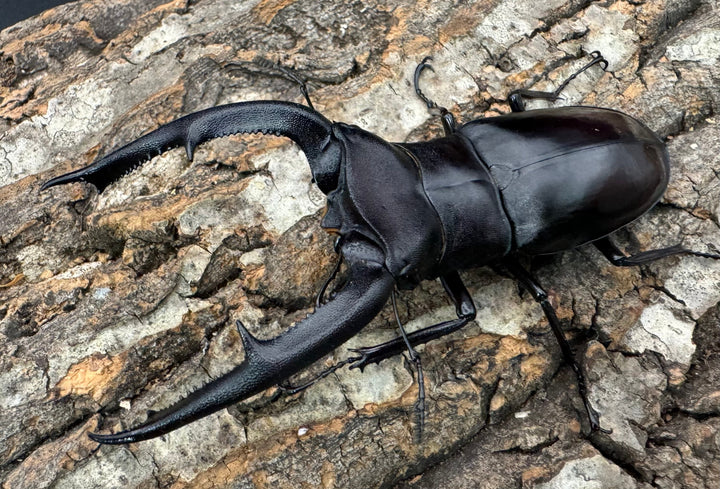 【WD】《マンディブラリスフタマタ 103mm ペア》