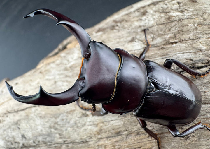 【WD】《ウォードコクワ チベット産 50mm ペア》