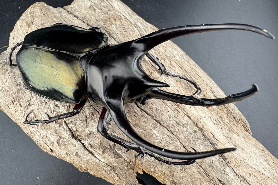 【WD】良型《ジャワコーカサスオオカブト 106mm ペア》