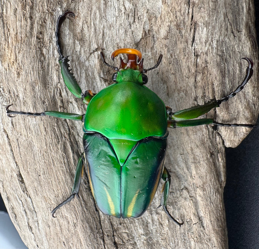《シュルツサスマタカナブン（モルガンサスマタカナブン）Free ♂♀♀トリオ》