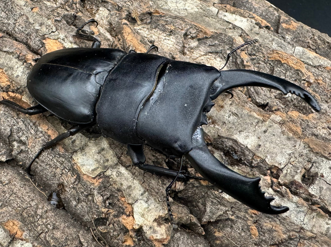 【WD】大型《テイオウヒラタクワガタ 91mm ペア》