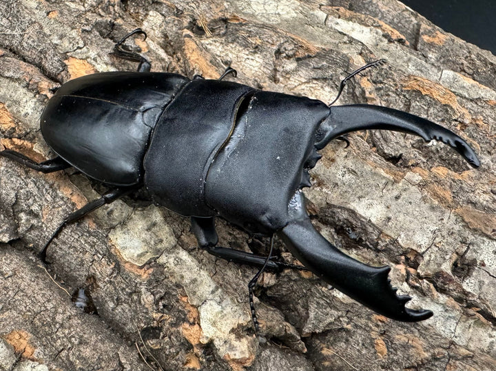 【WD】大型《テイオウヒラタクワガタ 91mm ペア》