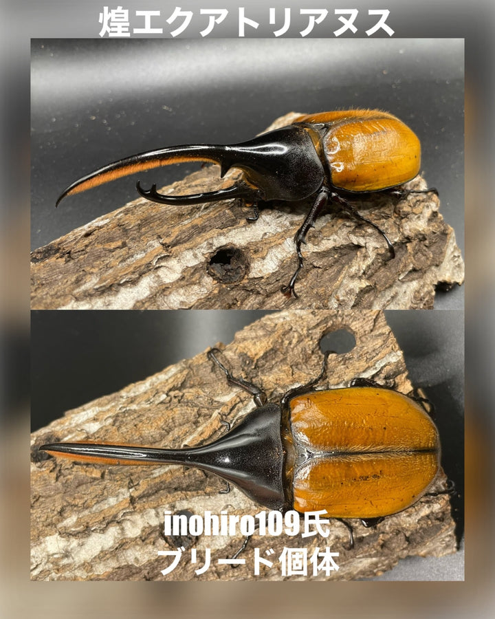 即ブリ《ヘラクレス・エクアトリアヌス 煌血統 125mm ペア》